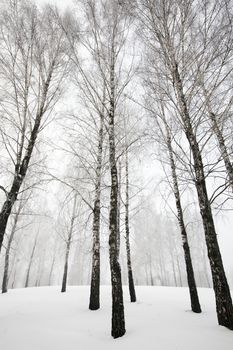 trees growing in the forest in winter