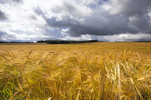   an agricultural field on which grow up the ripened cereals