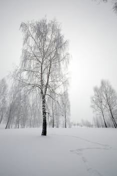   trees in a winter season. at a background the sun shines