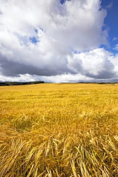  an agricultural field on which grows the ripened cereals 