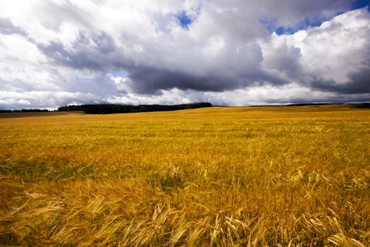 field, on which grow grain during harvest company