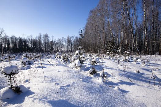  young pines in a winter season. landing of new trees