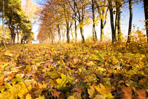 deciduous trees growing in the autumn of the year