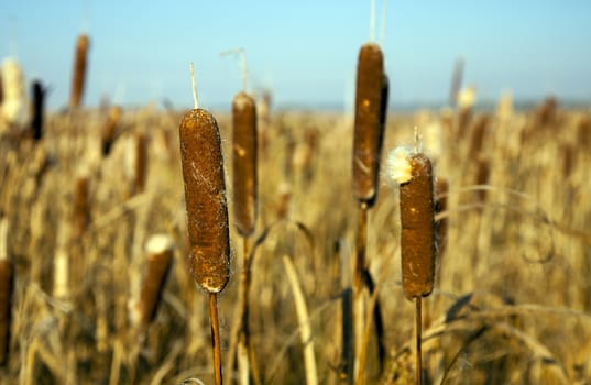   the canes growing on a small bog. autumn season