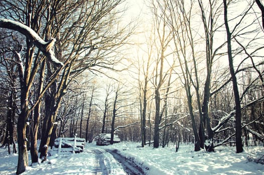 Winter conceptual image. Winter in the forest. Vintage instagram picture. 