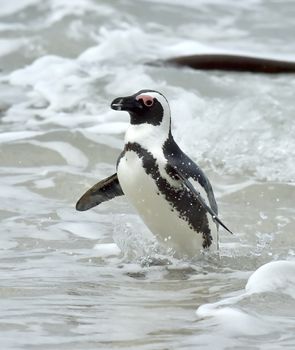 Portrait of African penguin (spheniscus demersus), also known as the jackass penguin and black-footed penguin is a species of penguin Boulders colony in Cape Town, South Africa. 