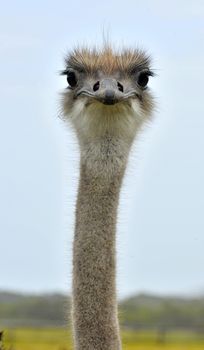 The Ostrich or Common Ostrich (Struthio camelus) is either one or two species of large flightless birds native to Africa