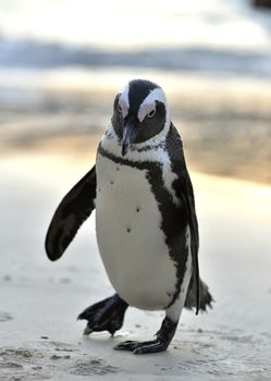 Portrait of African penguin (spheniscus demersus), also known as the jackass penguin and black-footed penguin is a species of penguin Boulders colony in Cape Town, South Africa. 