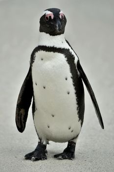 Portrait of African penguin (spheniscus demersus), also known as the jackass penguin and black-footed penguin is a species of penguin Boulders colony in Cape Town, South Africa. 