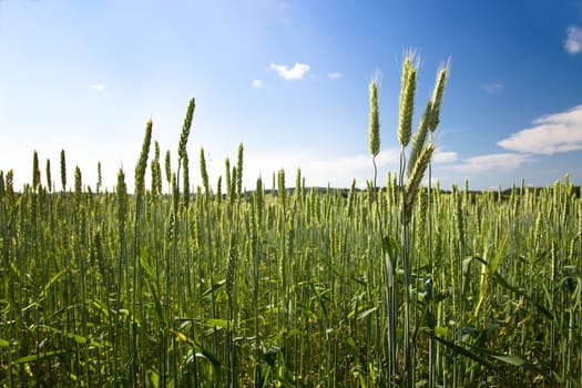 agricultural field where grow green unripe grains