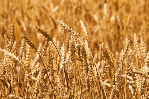   ripened wheat of yellow color photographed by a close up