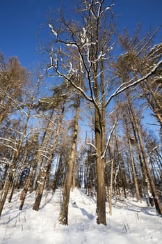  trees covered with snow in a winter season.