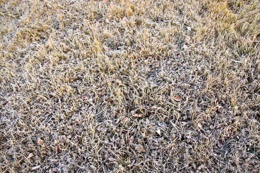 green grass covered with snow during the Frost
