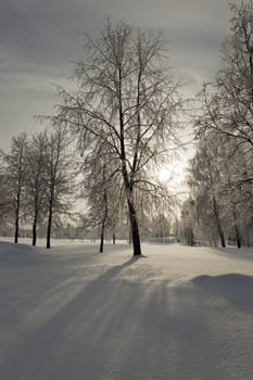   trees in a winter season. at a background the sun shines