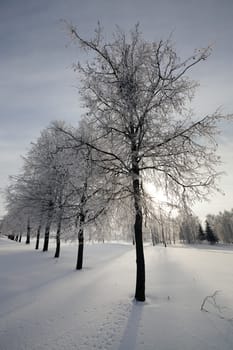   the trees covered with snow. winter season