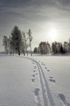   the trees growing in park in a winter season. the sun is behind clouds, behind trees