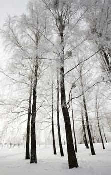   the trees growing in the wood in a winter season