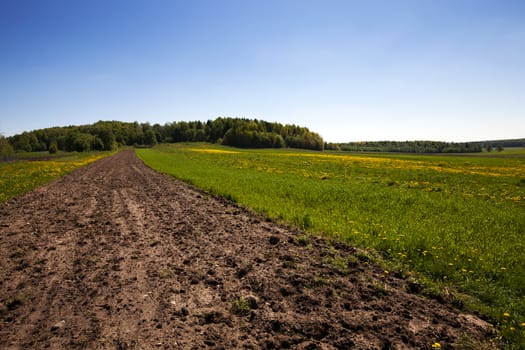   field on which a large number of dandelions grows. height