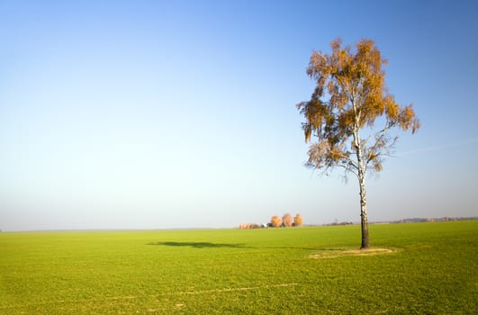 deciduous trees growing in the autumn of the year