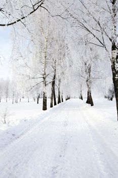   the winter road passing through a birchwood. along the road birches grow