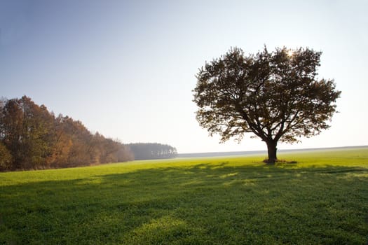 deciduous trees growing in the autumn of the year