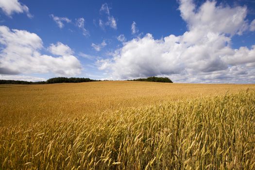  a selskokhozyaytsvenny field on which harvested. Summertime of year.