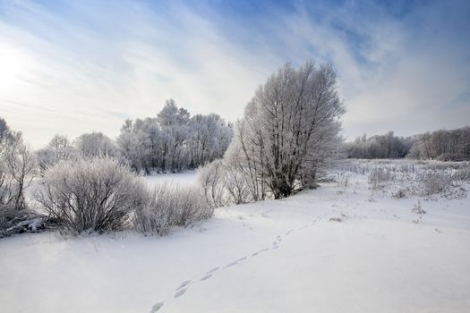   the trees covered with hoarfrost in a winter season.