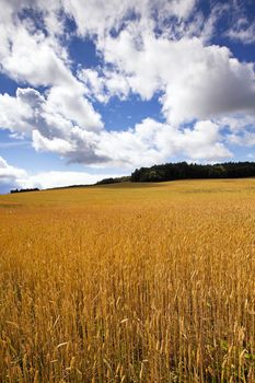 field, on which grow grain during harvest company