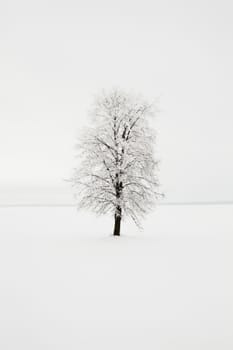  - a birch tree in a winter season. day time
