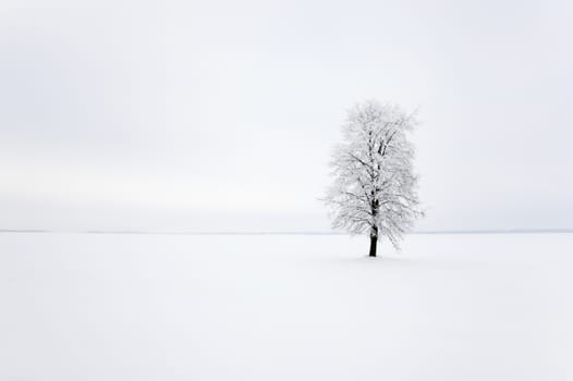  one tree growing in a field in a winter season