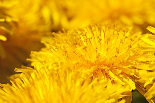  the dandelions photographed by a close up. small depth of sharpness