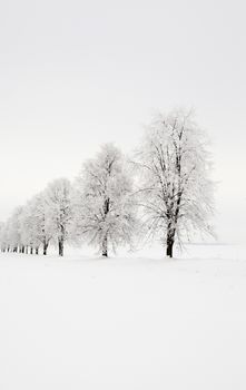   trees growing in a row in a winter season. the picture is taken in the field