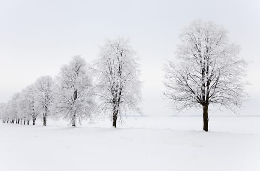  trees growing in a row in a winter season. the picture is taken in the field