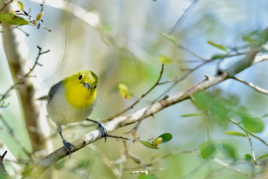 Yellow-headed Warbler (Teretistris fernandinae) adult male  perched on branch. Zapata Peninsula Matanzas Province Cuba