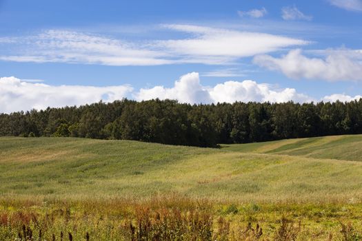 agricultural field where grow green unripe grains