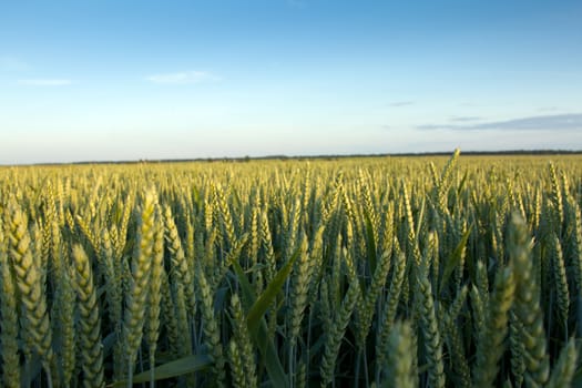 agricultural field where grow green unripe grains