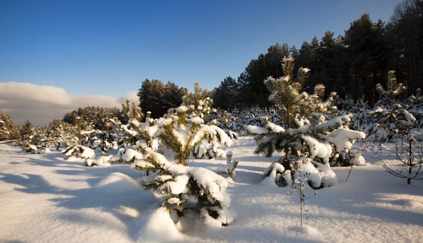   recently planted small trees of pines and fir-trees, in a winter season