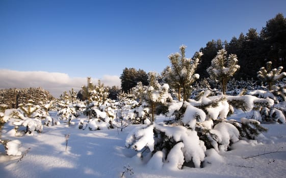   the new wood in which new fir-trees were planted. winter season.