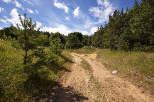   the rural road in the wood in summertime of year