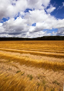 flax harvest - company