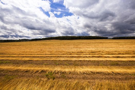   an agricultural field on which cleaned and piled the ripened flax