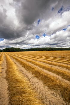   an agricultural field on which cleaned and piled the ripened flax