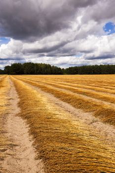   the ripened flax put in ranks, after last harvest company