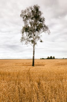   an agricultural field on which the birch tree among ripened wheat grows