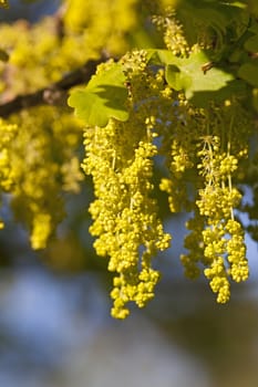   an oak flower in a spring season. small depth of sharpness