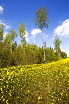  trees and plants in a spring season. Belarus