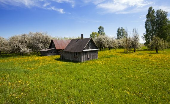   the old house located in rural areas. spring, fruit-trees blossom