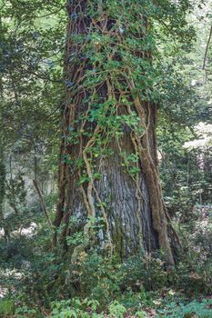 A tree trunk in nature with its lichens