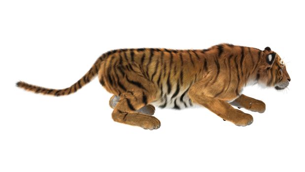 3D digital render of a tiger isolated on white background