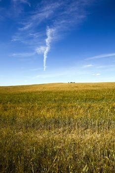 agricultural field where grows the Green unripe grains